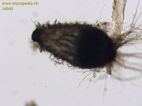 Podospora decipiens - 