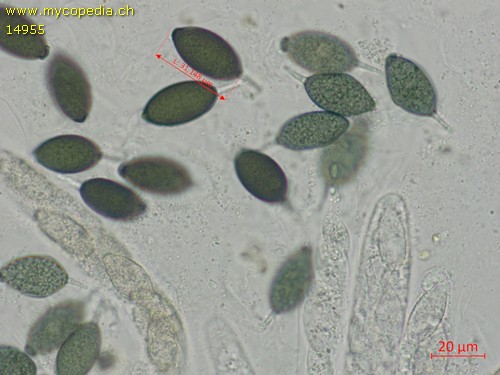 Schizothecium conicum - 