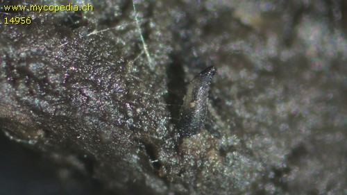 Schizothecium - 