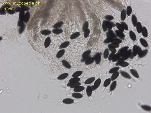 Podospora decipiens - 