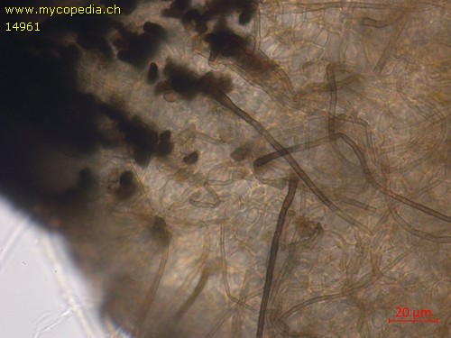 Podospora decipiens - 