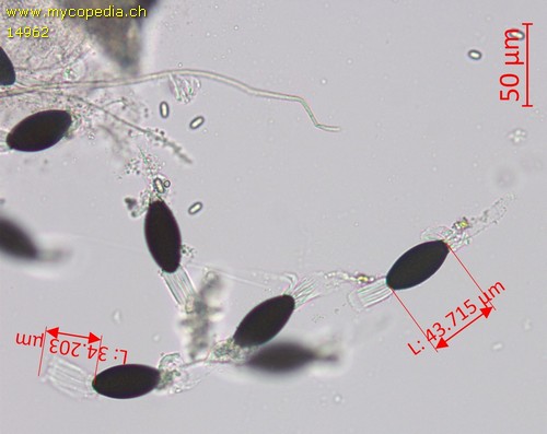 Podospora decipiens - 