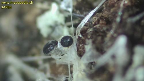 Pilobolus oedipus - 