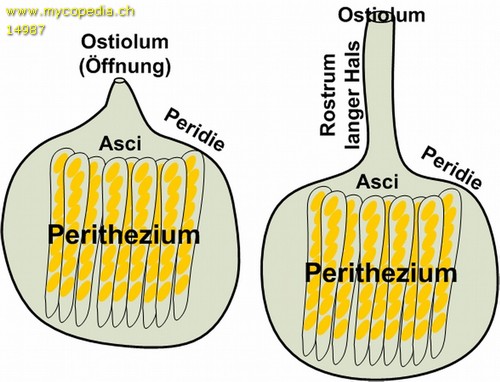 Ostiolum - 