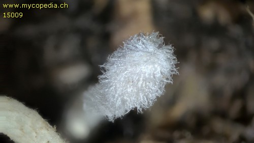 Coprinopsis cinerea - 