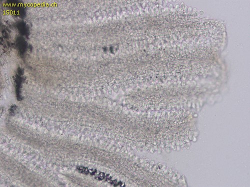 Coprinopsis cinerea - Querschnitt - 