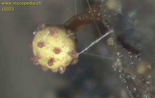 Hemitrichia pardina - 