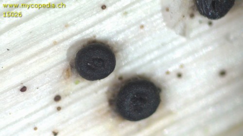 Heterosphaeria patella - 