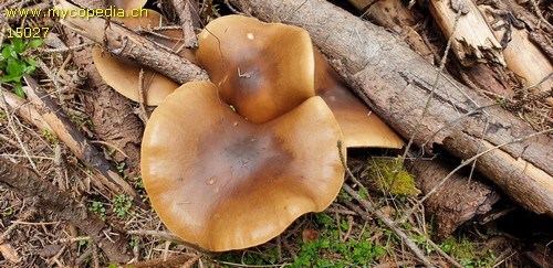 Melanoleuca cognata - 