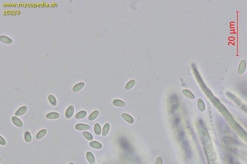 Ombrophila janthina - Sporen - Wasser  - 
