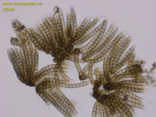 Cryptocoryneum condensatum - 