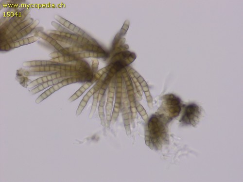 Cryptocoryneum condensatum - 