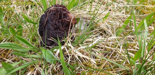 Gyromitra esculenta - 