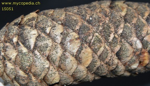 Lophiotrema boreale - 