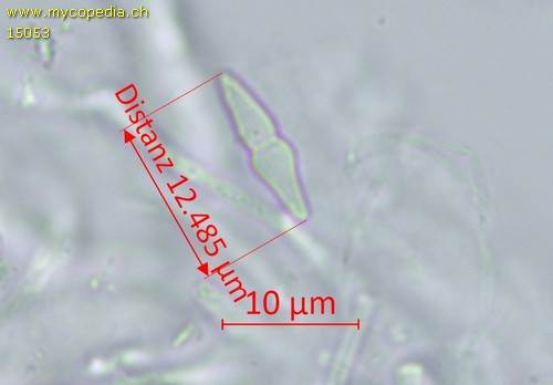 Lophiotrema boreale - Spore/n - Wasser  - 