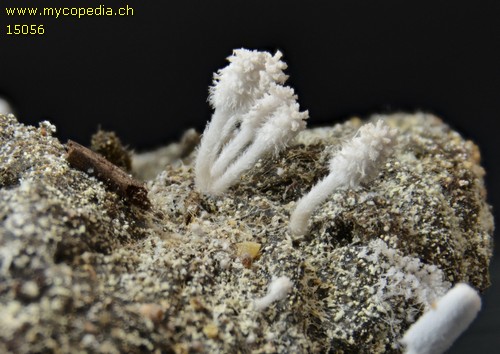 Coprinopsis cinerea - 