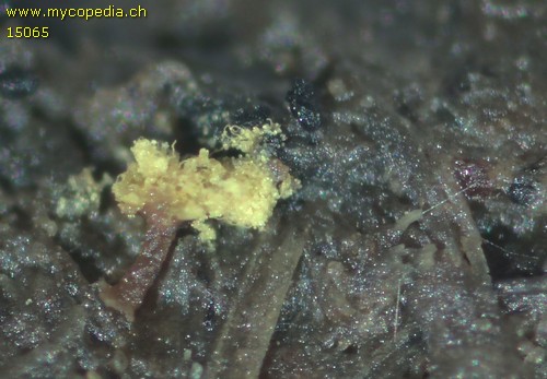 Hemitrichia pardina - 