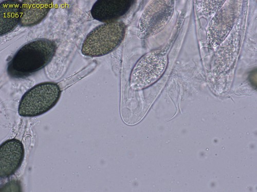 Podospora decipiens - 