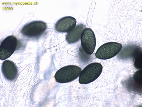 Podospora decipiens - 