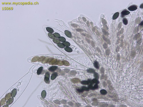 Podospora decipiens - 