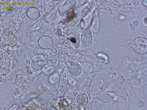 Exidiopsis effusa - Hypobasidien - 
