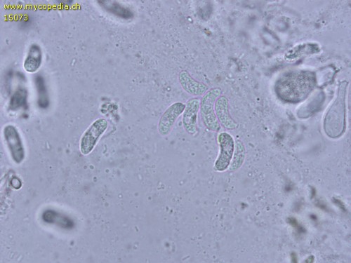Exidiopsis effusa - Sporen - 