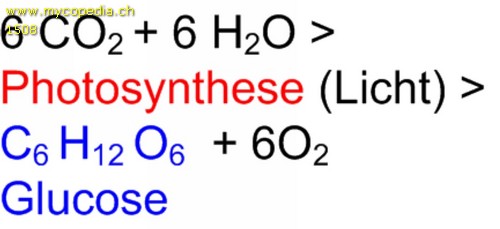 Photosynthese -  - KOH 