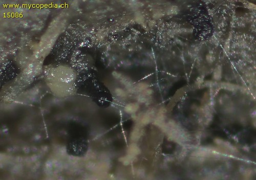 Pseudeurotium ovale - 