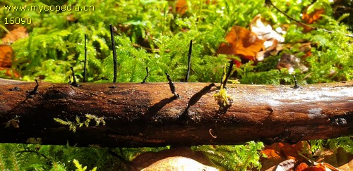 Xylaria longipes - 