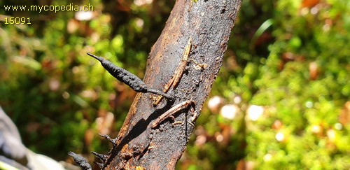 Xylaria longipes - 