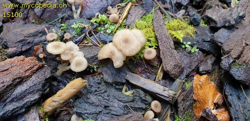 Clitocybe brumalis - 