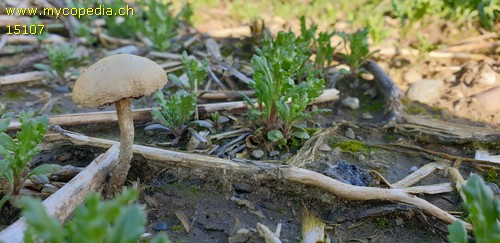 Agrocybe pediades - 