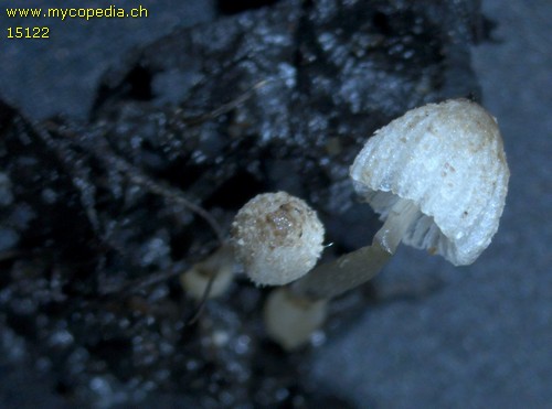 Coprinopsis - 