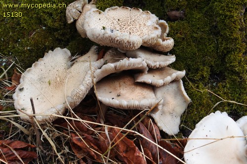 Cyclocybe aegerita - 