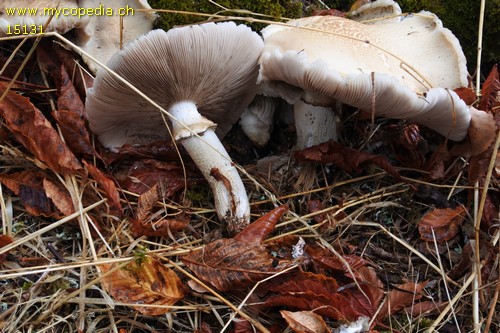 Cyclocybe aegerita - 