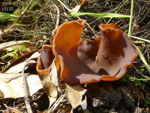 Peziza succosa - 