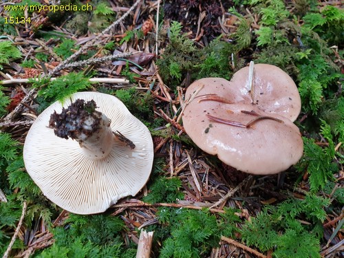 Lactarius uvidus - 