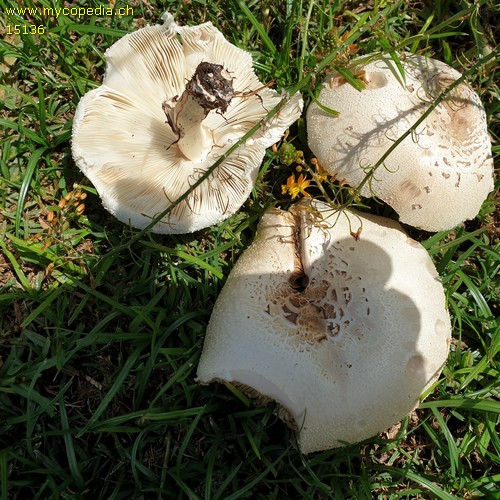 Leucoagaricus - 