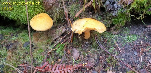 Suillus flavidus - 