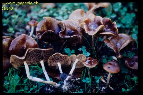 Psilocybe cyanescens - 