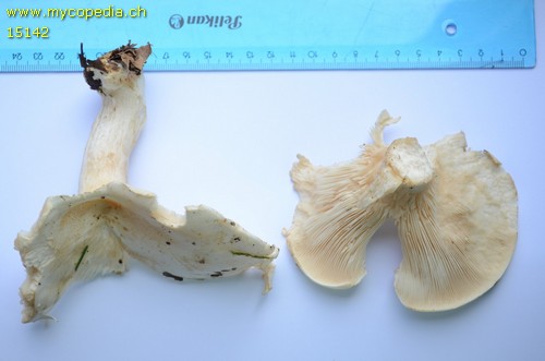 Leucopaxillus candidus - 