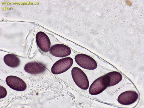 Ascobolus spp - 