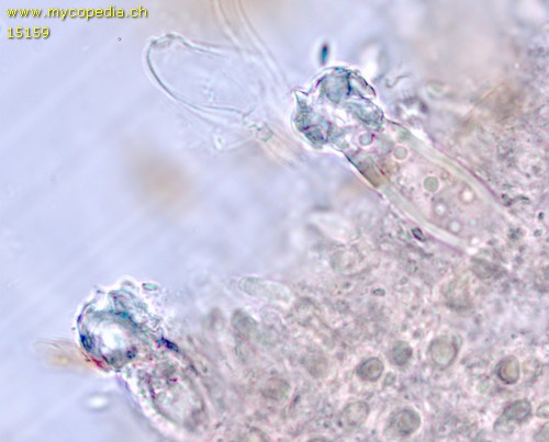 Strobilurus stephanocystis - Cheilozystiden - 