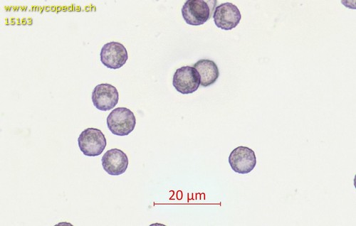 Cribraria violacea - 