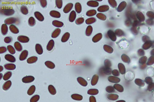 Coprinopsis stercorea - Sporen mit Perispor - Wasser  - 