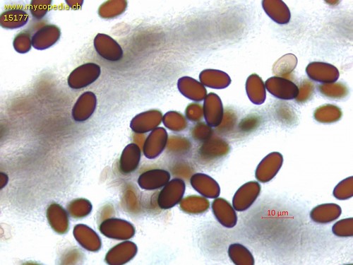 Coprinopsis cinerea - Sporen - Wasser  - 