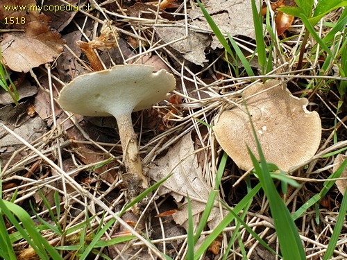 Lentinus substrictus - 