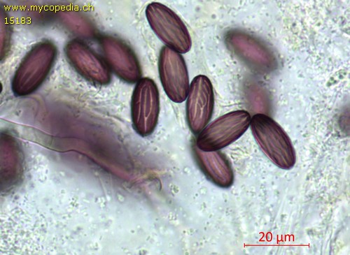 Ascobolus michaudii - 