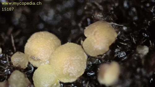 Pezicula cinnamomea - 