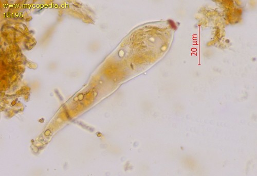 Pezicula cinnamomea - 